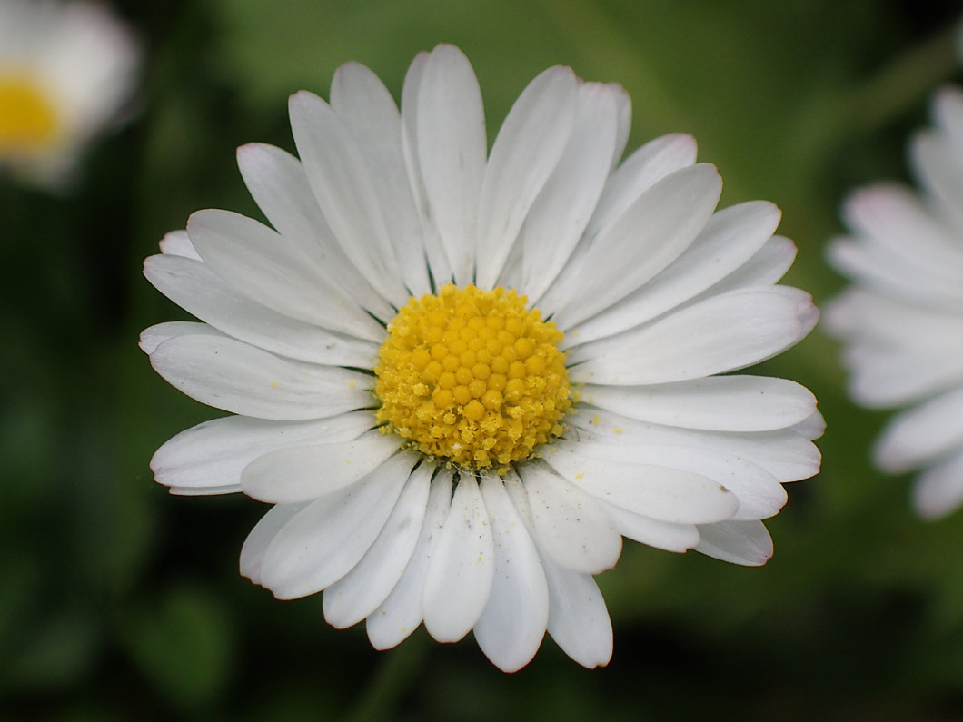 Изображение особи Bellis perennis.