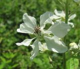 Rubus canescens. Цветок. Краснодарский край, Абинский р-н, окр. пос. Новый, луг на месте старой вырубки(?). 13.06.2017.