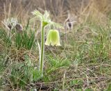 Pulsatilla ucrainica