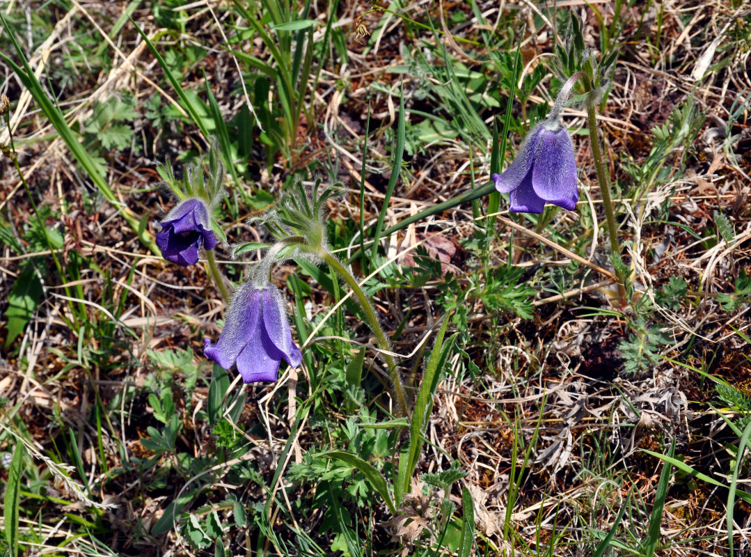 Image of Pulsatilla regeliana specimen.