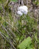 Valeriana rossica