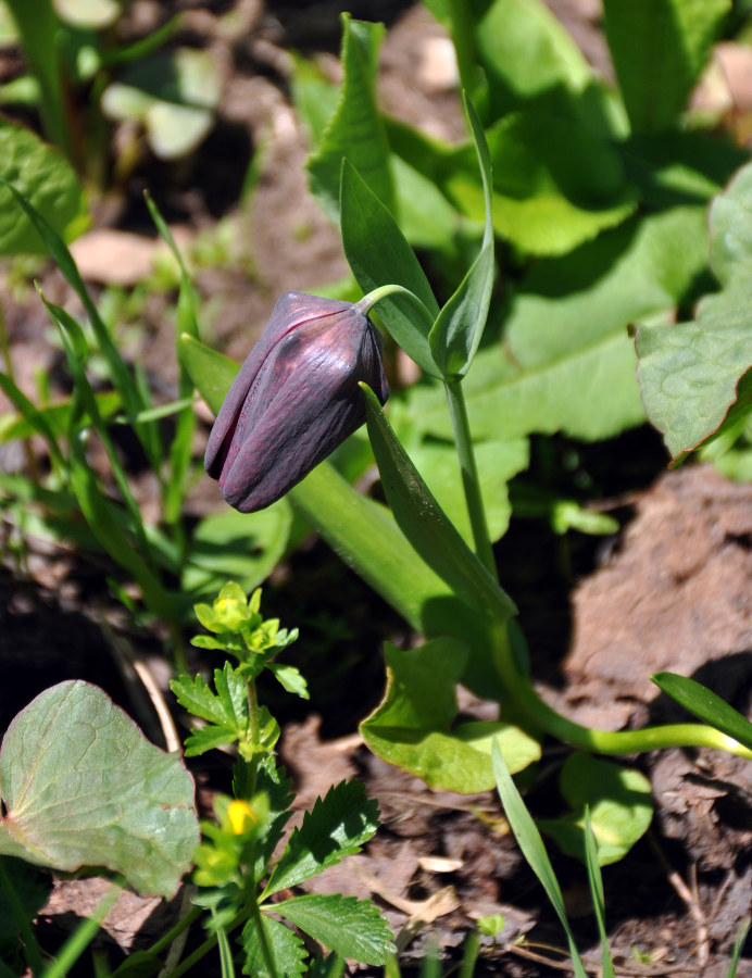 Image of Fritillaria latifolia specimen.