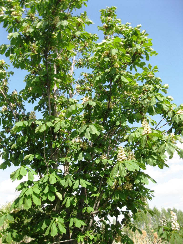 Image of Aesculus hippocastanum specimen.