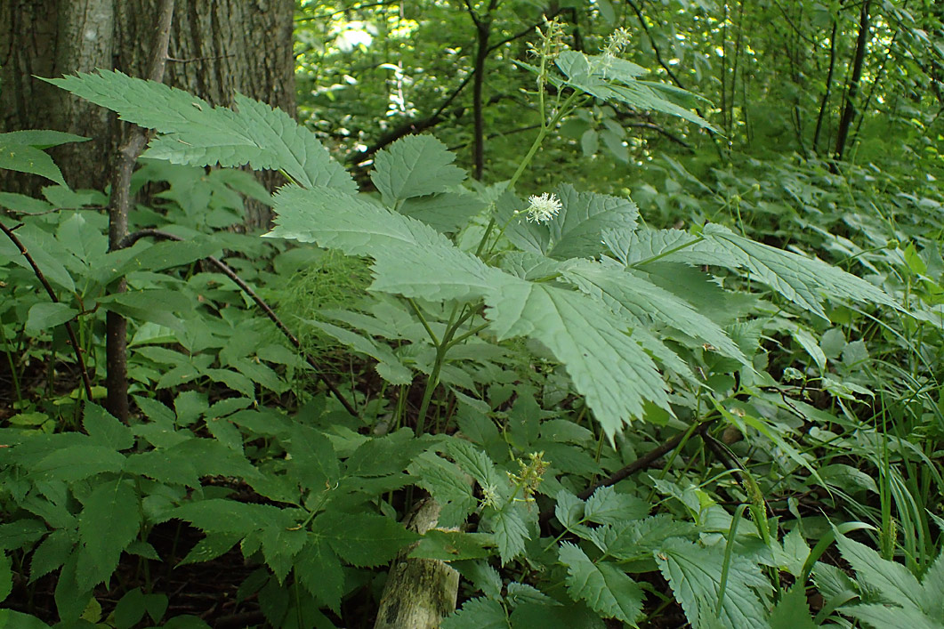 Изображение особи Actaea spicata.