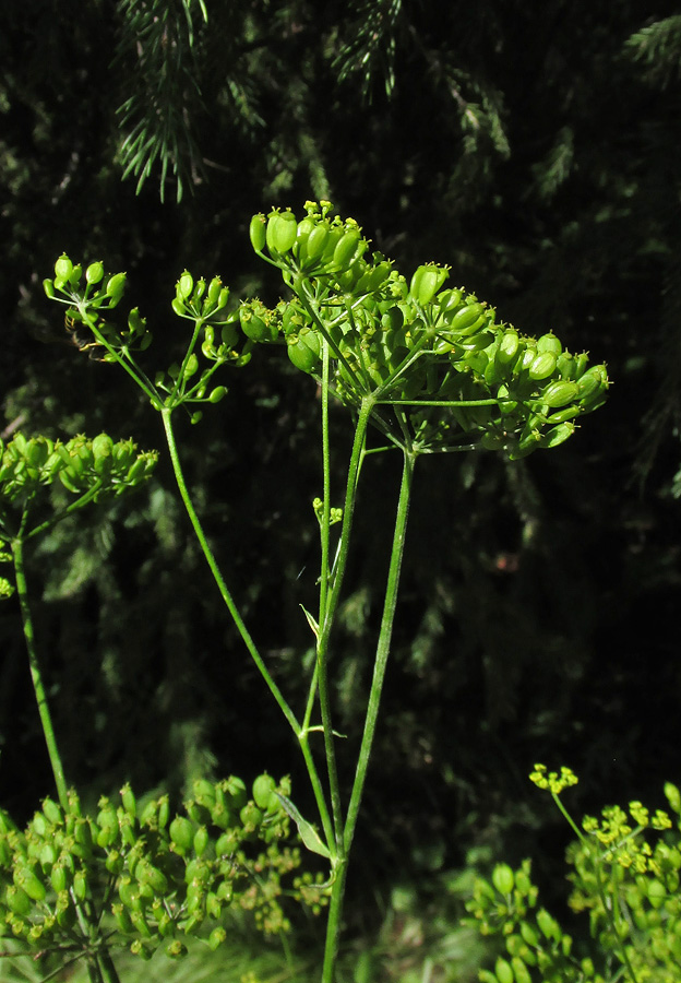 Изображение особи Pastinaca sylvestris.