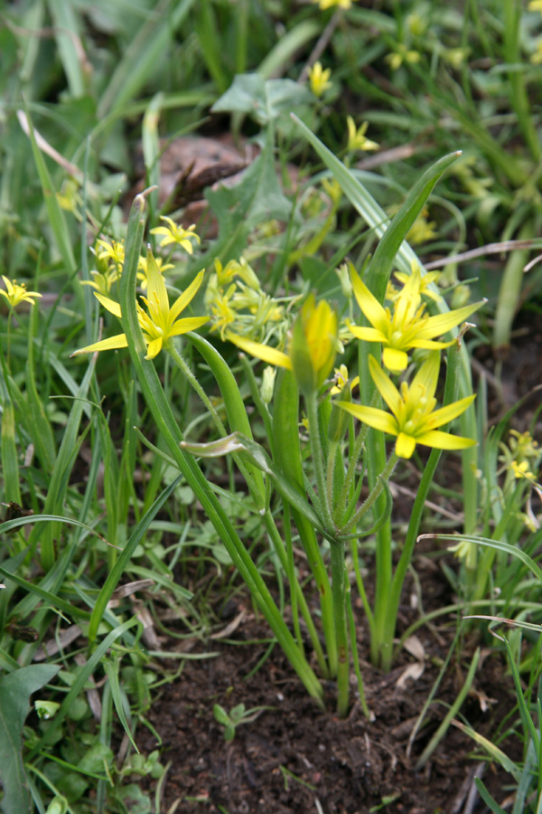 Image of Gagea vegeta specimen.