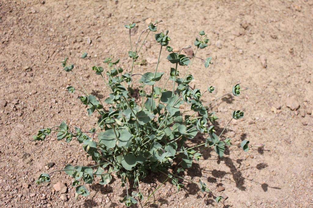 Image of genus Euphorbia specimen.