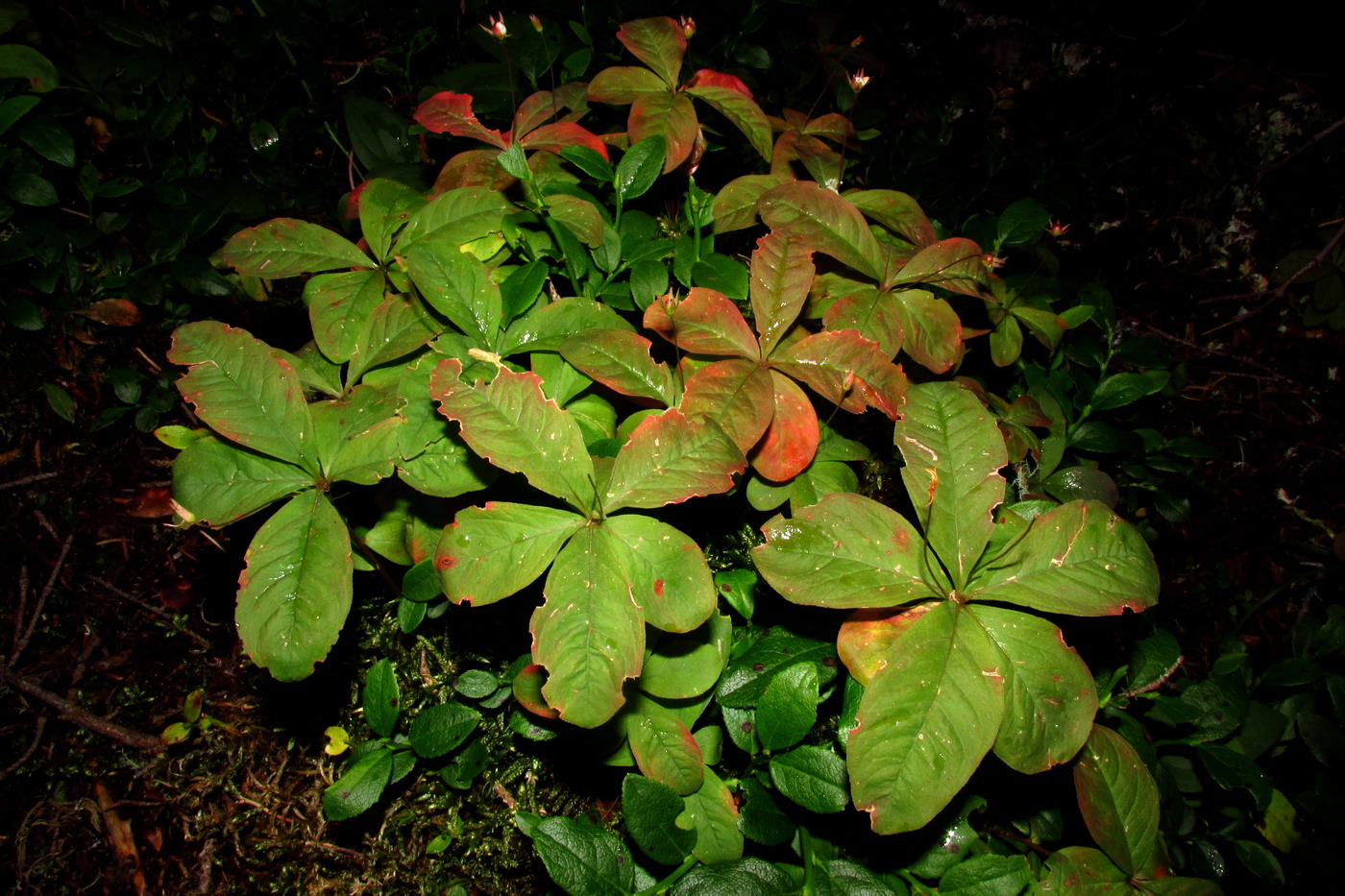 Image of Trientalis europaea specimen.