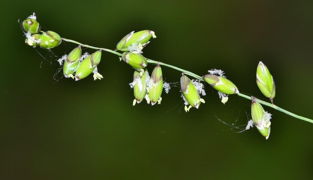 Image of Melica nutans specimen.