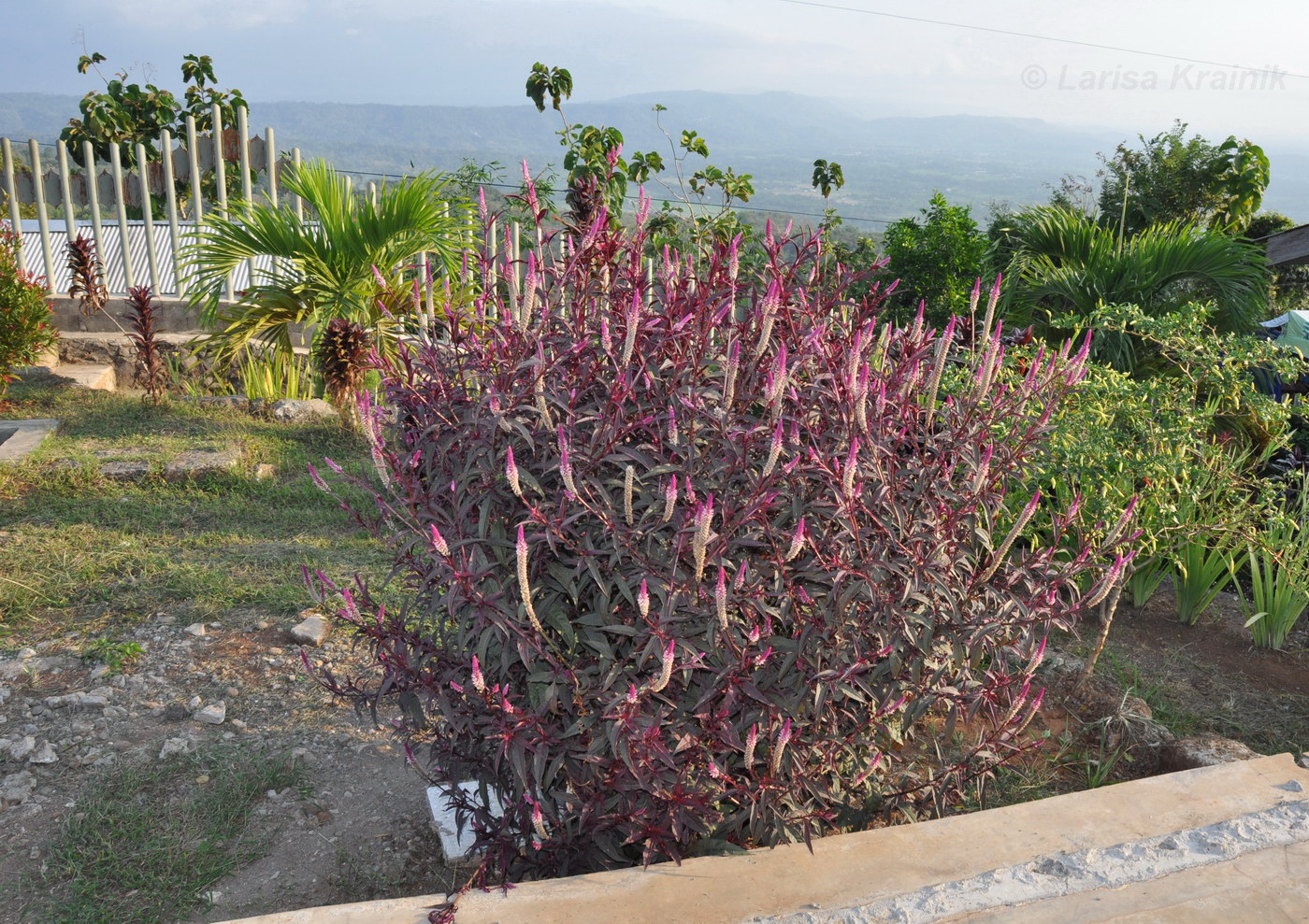 Image of Celosia spicata specimen.