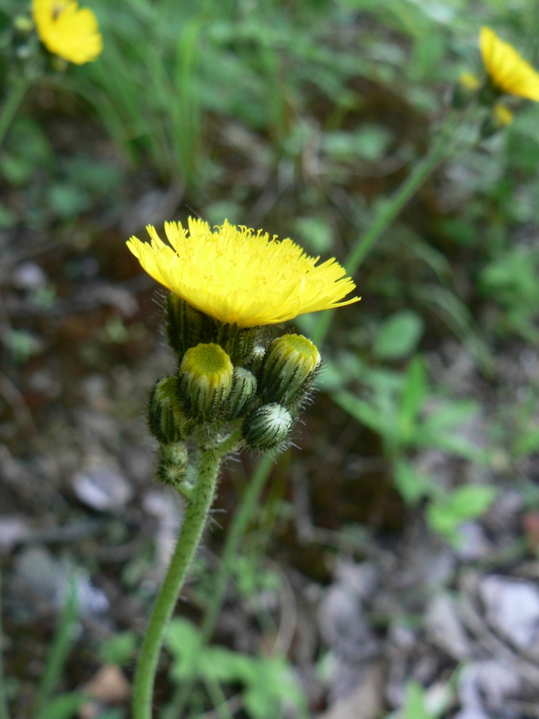 Image of genus Pilosella specimen.