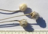 Xeranthemum annuum