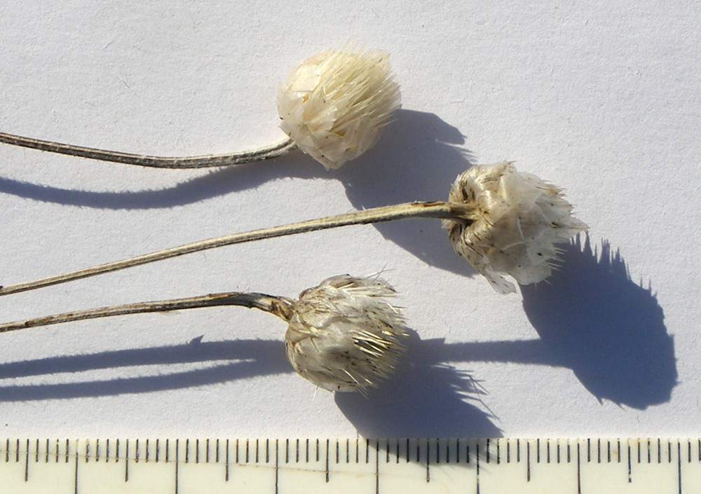 Image of Xeranthemum annuum specimen.