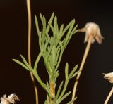 Image of taxon representative. Author is Татьяна Мальчинская