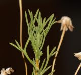 Euryops multifidus