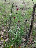 Fritillaria ruthenica. Цветущие среди кустарников растения. Украина, Черкасская обл., Каневский р-н, Региональный ландшафтный парк \"Трахтемиров\". 24 апреля 2010 г.