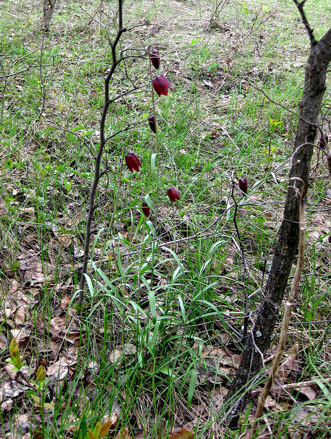 Изображение особи Fritillaria ruthenica.