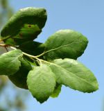Image of taxon representative. Author is Евгений Спиваковский