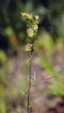 Linaria vulgaris. Верхушка плодоносящего растения. Пермский край, г. Пермь, Кировский р-н, дер. Оборино, заброшенная площадка для хранения ПГС. 29.07.2017.