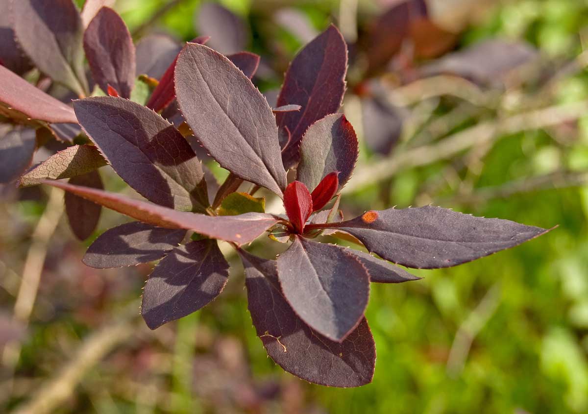 Image of Berberis vulgaris f. atropurpurea specimen.