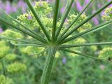 Heracleum sibiricum. Основание лучей зонтика с листочками обёртки. Свердловская обл., Североуральский городской округ, окр. пос. Крутой Лог, бывшая дер. Высотинка, опушка сосново-елового леса. 29.07.2017.