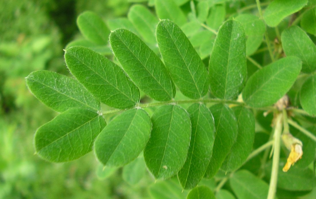 Image of Caragana arborescens specimen.