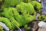 genus Bryum. Вегетирующие растения в русле мелкого каменистого ручья. Коми, Интинский р-н, Приполярный Урал, хр. Росомаха, водораздел р. Балбанъю и руч. Еркусей, седловина между г. Чёрная и г. Еркусей. 05.08.2017.