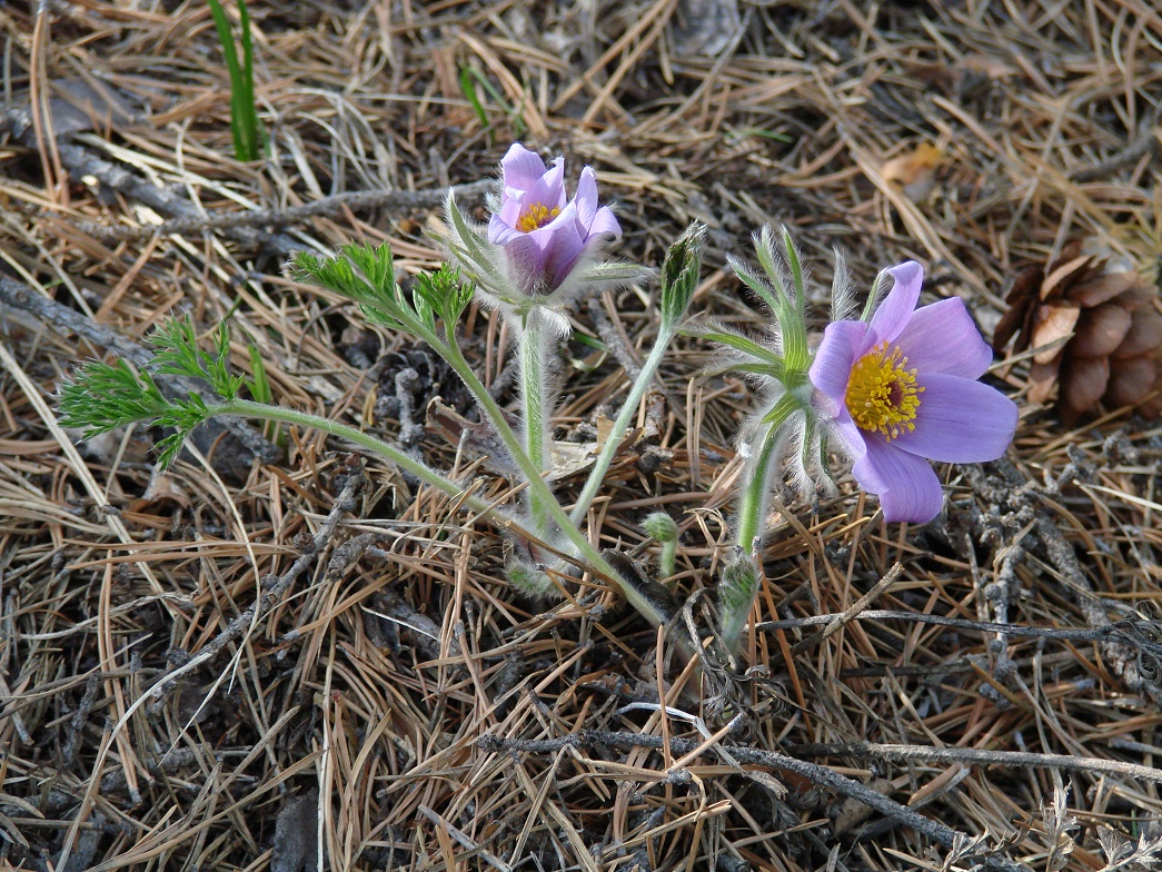 Image of Pulsatilla turczaninovii specimen.