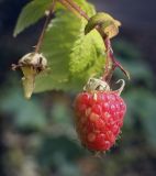 Rubus idaeus. Созревающий плод. Пермский край, г. Пермь, Свердловский р-н, кладбище \"Южное\", пустырь вдоль ЛЭП. 01.08.2017.