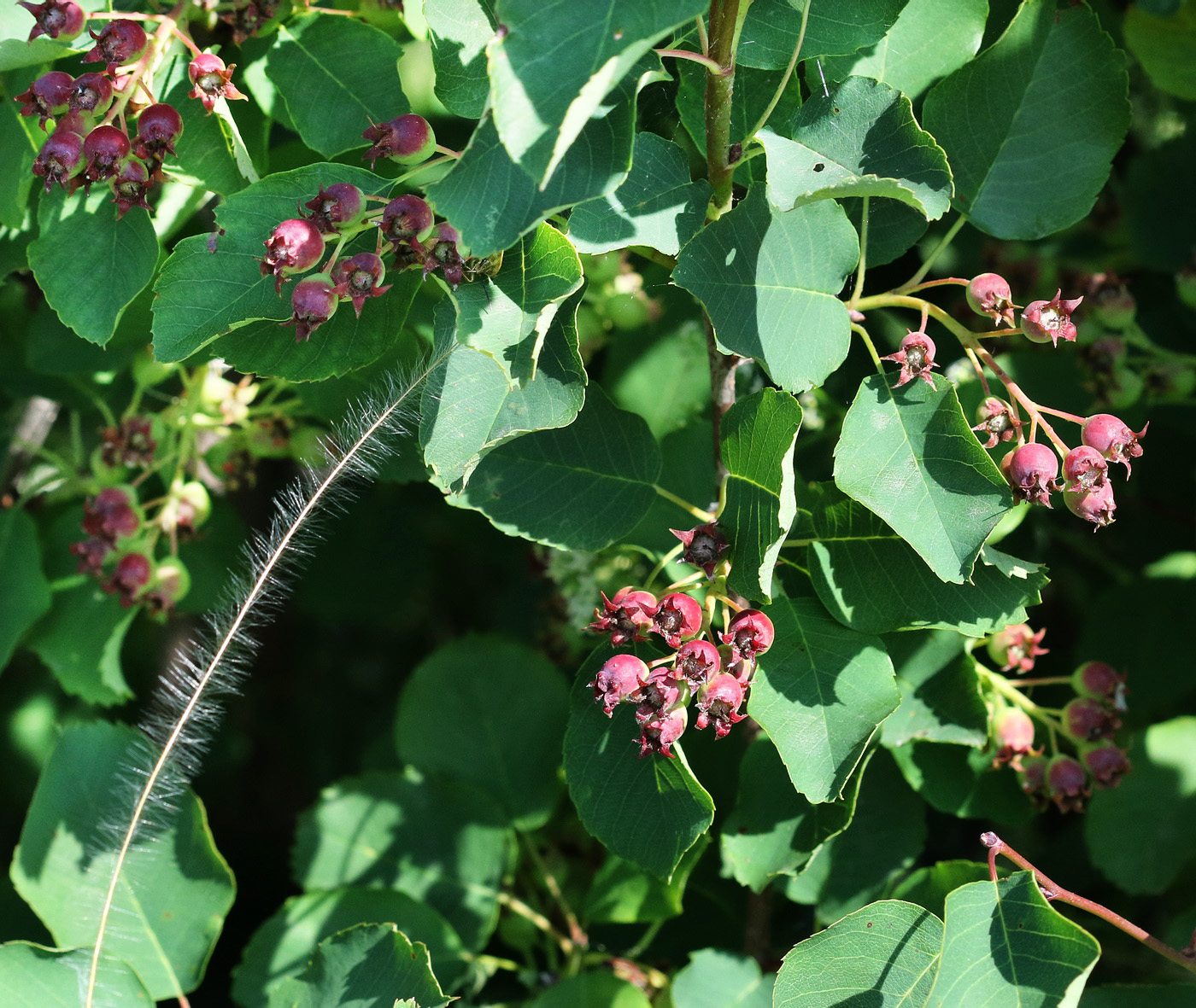 Изображение особи Amelanchier alnifolia.