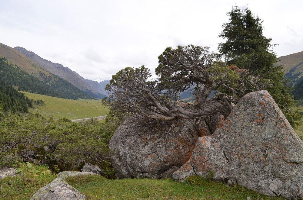 Изображение особи Juniperus pseudosabina.