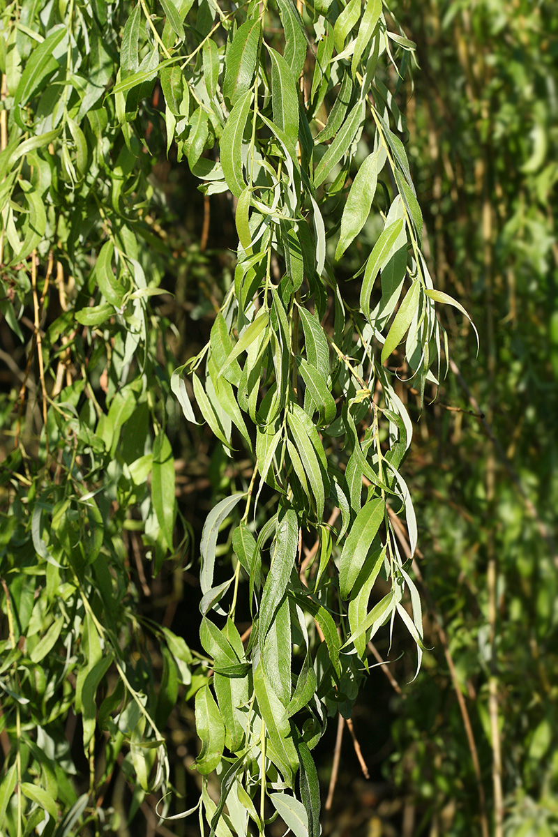 Image of Salix × sepulcralis specimen.