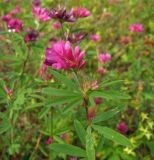 Trifolium lupinaster. Верхушка побега с соцветием. Магаданская обл., окр. г. Магадан, Колымская трасса, ост. \"Аммональная\", разнотравная поляна в редкостойном лиственичнике. 07.08.2011.