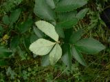 Angelica cincta