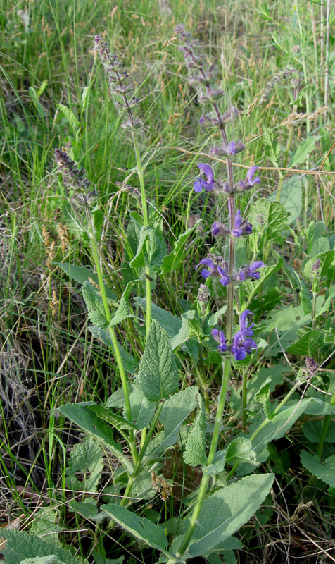 Image of Salvia stepposa specimen.