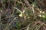 Polygala chamaebuxus