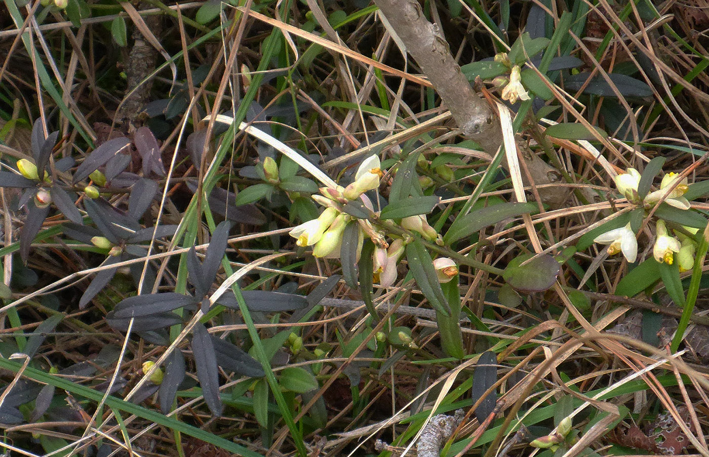 Изображение особи Polygala chamaebuxus.