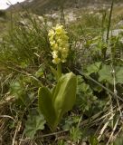 Orchis pallens