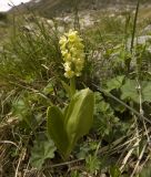 Orchis pallens. Цветущее растение. Кабардино-Балкария, юго-восточные склоны Эльбруса, долина р. Ирик, урочище Экяра, высота 2495 м н.у.м. 5 июня 2012 г.