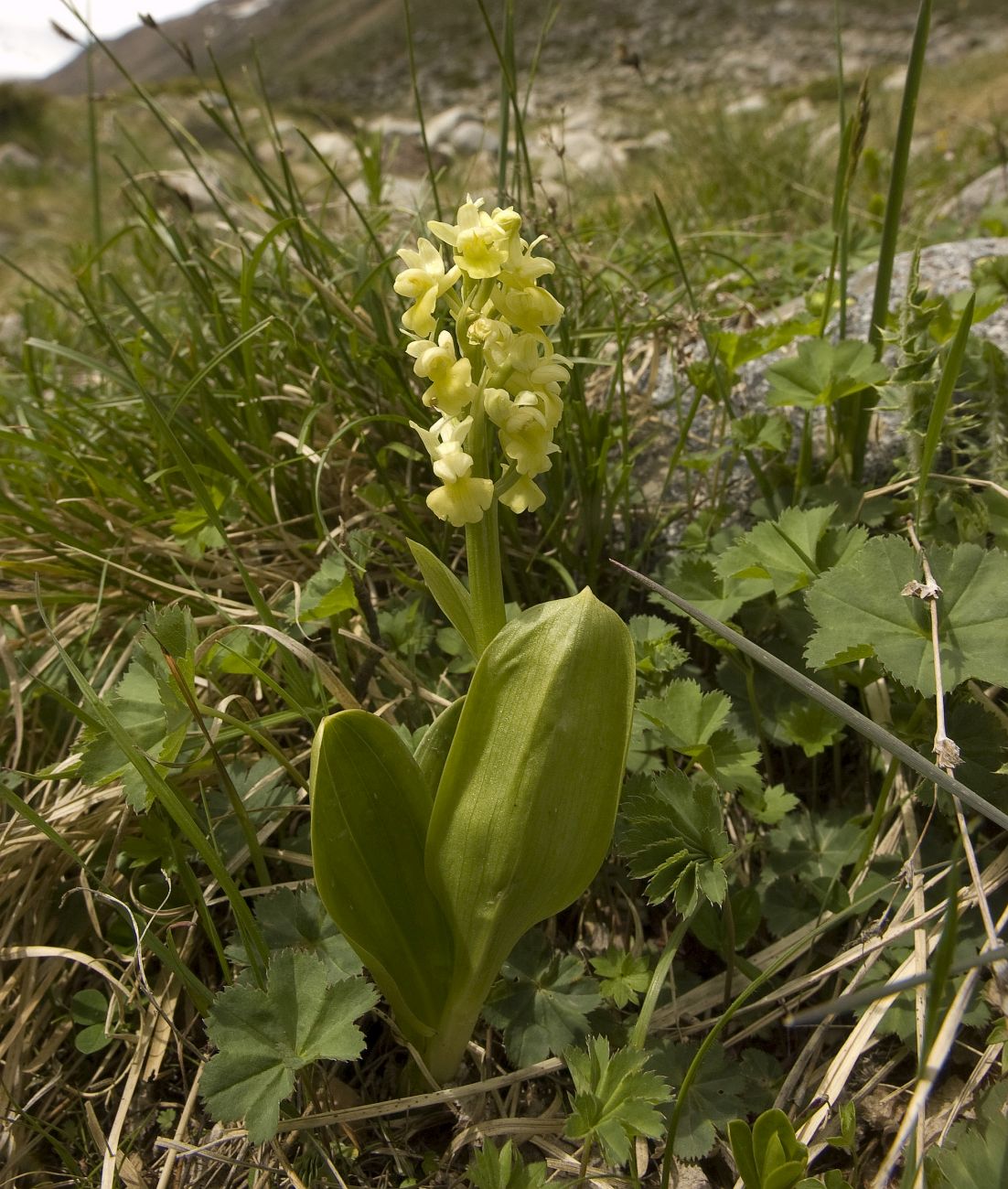 Изображение особи Orchis pallens.