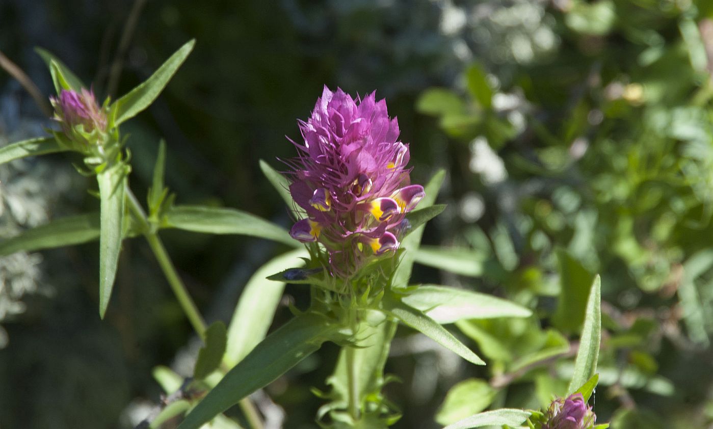 Image of Melampyrum arvense specimen.