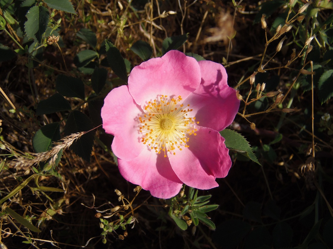 Image of genus Rosa specimen.