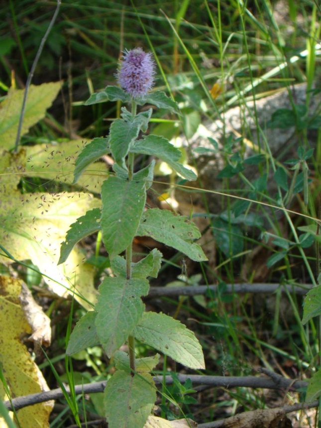 Image of Mentha longifolia specimen.