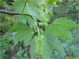 Acer pseudoplatanus. Верхушка ветви с соцветиями. Украина, Ивано-Франковская обл., Болеховский горсовет, Поляницкий сельсовет, Поляницкий региональный ландшафтный парк, ур. Пидгорб. 06.05.2018.