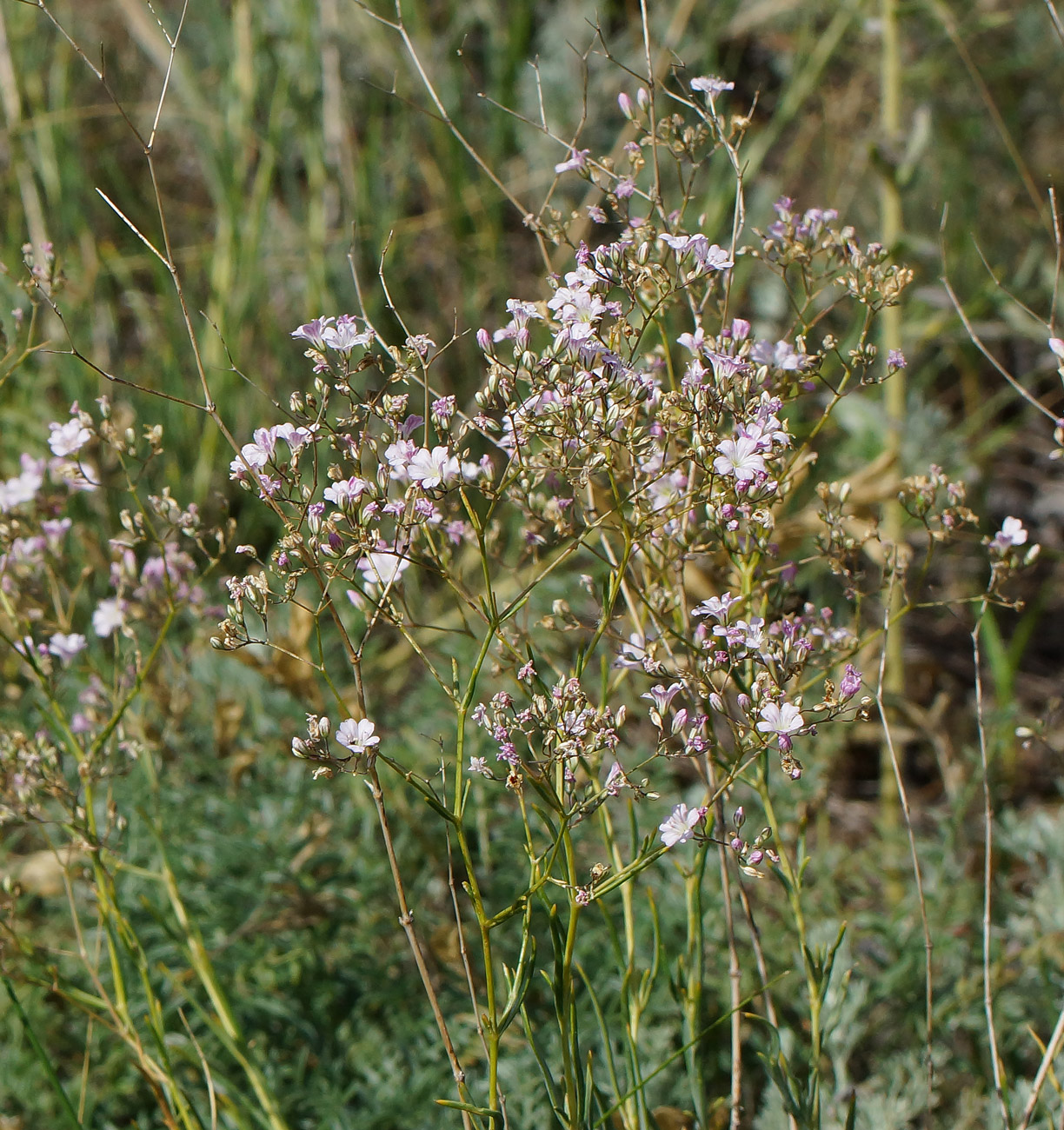 Изображение особи Gypsophila patrinii.