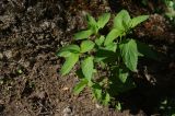 Scrophularia nodosa. Вегетирующее растение. Санкт-Петербург, Пушкинский р-н, Павловский парк, левый берег р. Славянки, склон рядом с Большим каскадом. 21.05.2018.