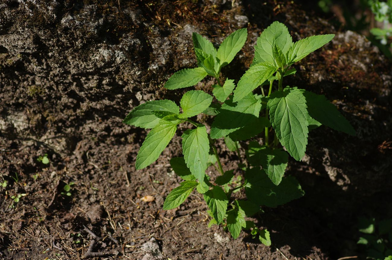 Изображение особи Scrophularia nodosa.