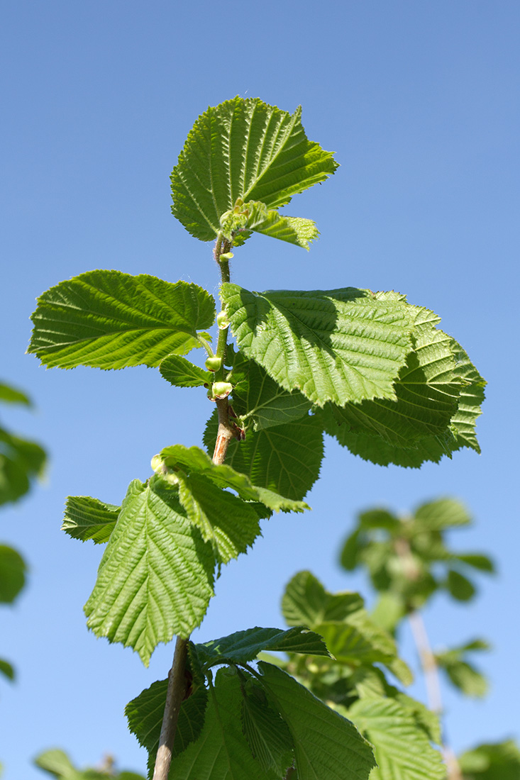 Image of Corylus avellana specimen.