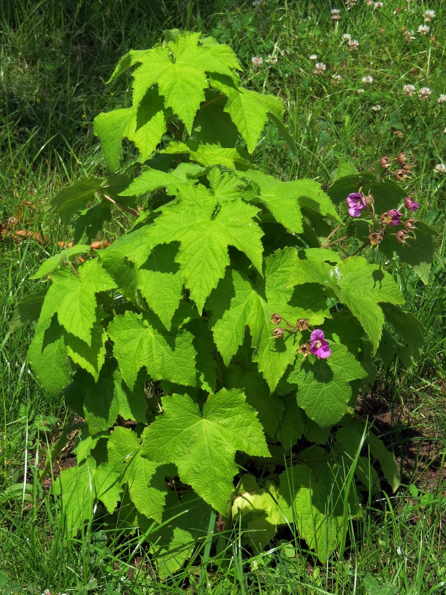 Image of Rubus odoratus specimen.