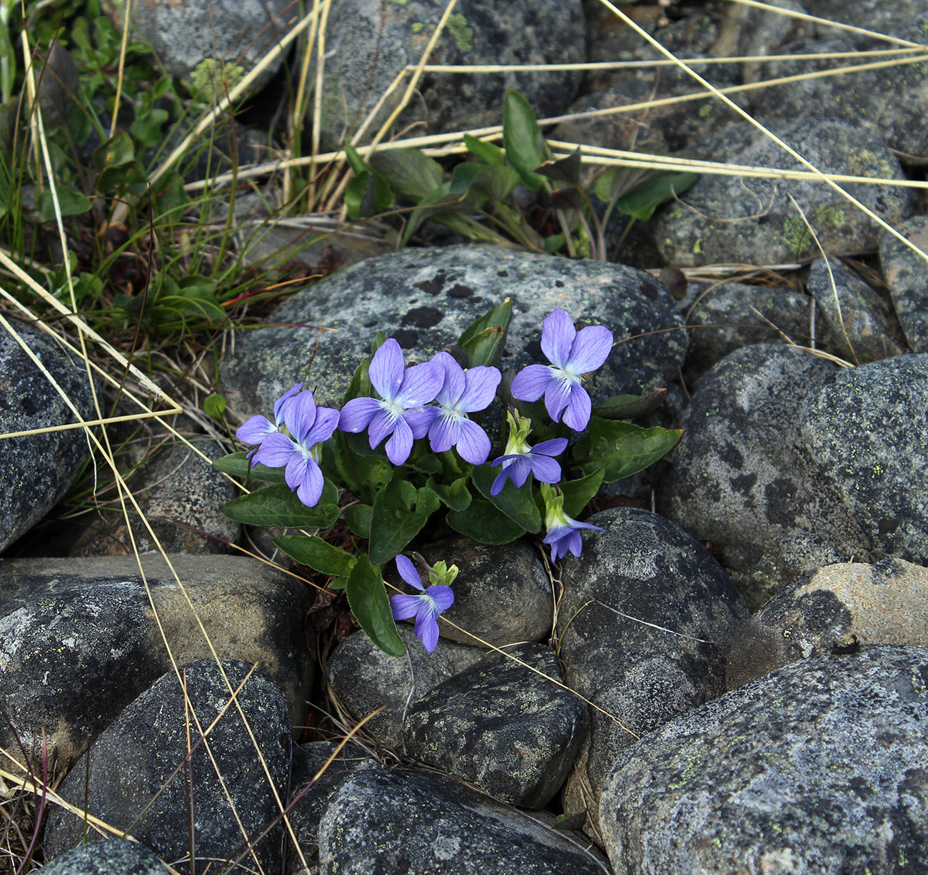 Image of Viola canina specimen.